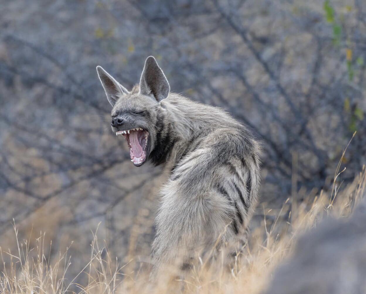 Angry Striped hyena